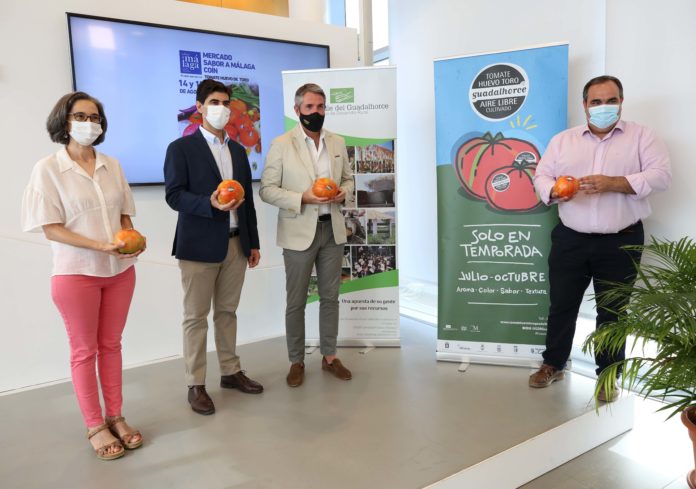 ‘Sabor a Málaga’ dedica su Mercado Gastronómico de Coín al Tomate Huevo Toro por segundo año consecutivo