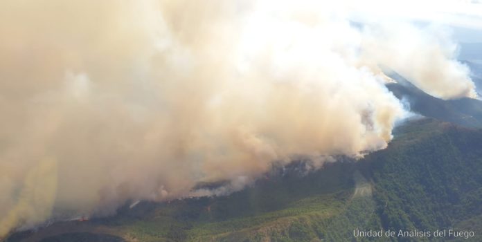 Fallece un bombero forestal del Infoca en las labores de extinción del incendio de Sierra Bermeja