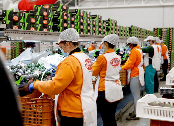 ‘Si es Trops es mucha fruta’: así es la nueva campaña promocional del aguacate Trops