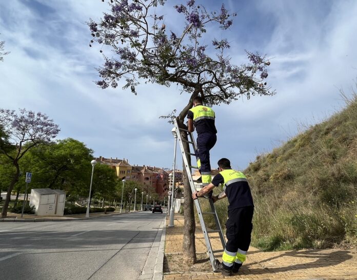 Operarios aplican un tratamiento biológico para combatir el pulgón de las jacarandas