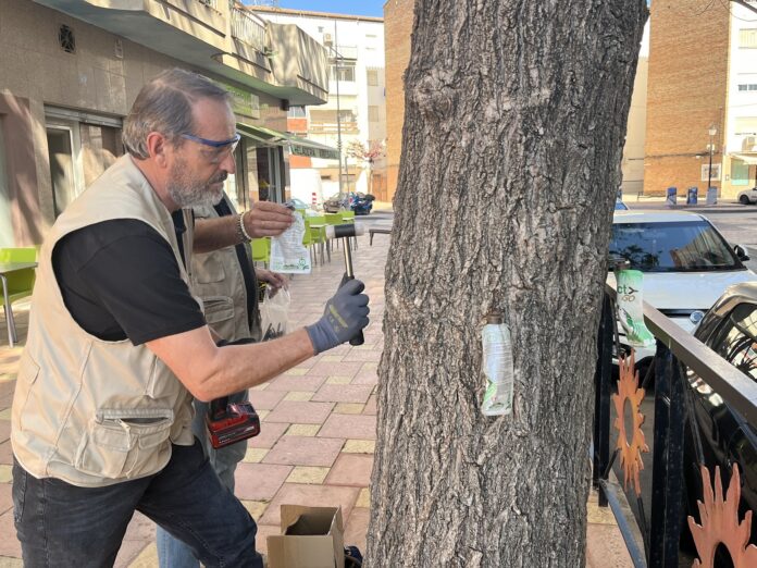 Un técnico aplica el tratamiento en uno de los olmos de la ciudad