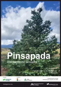 PINSAPOS SIERRA DE LAS NIEVES 3