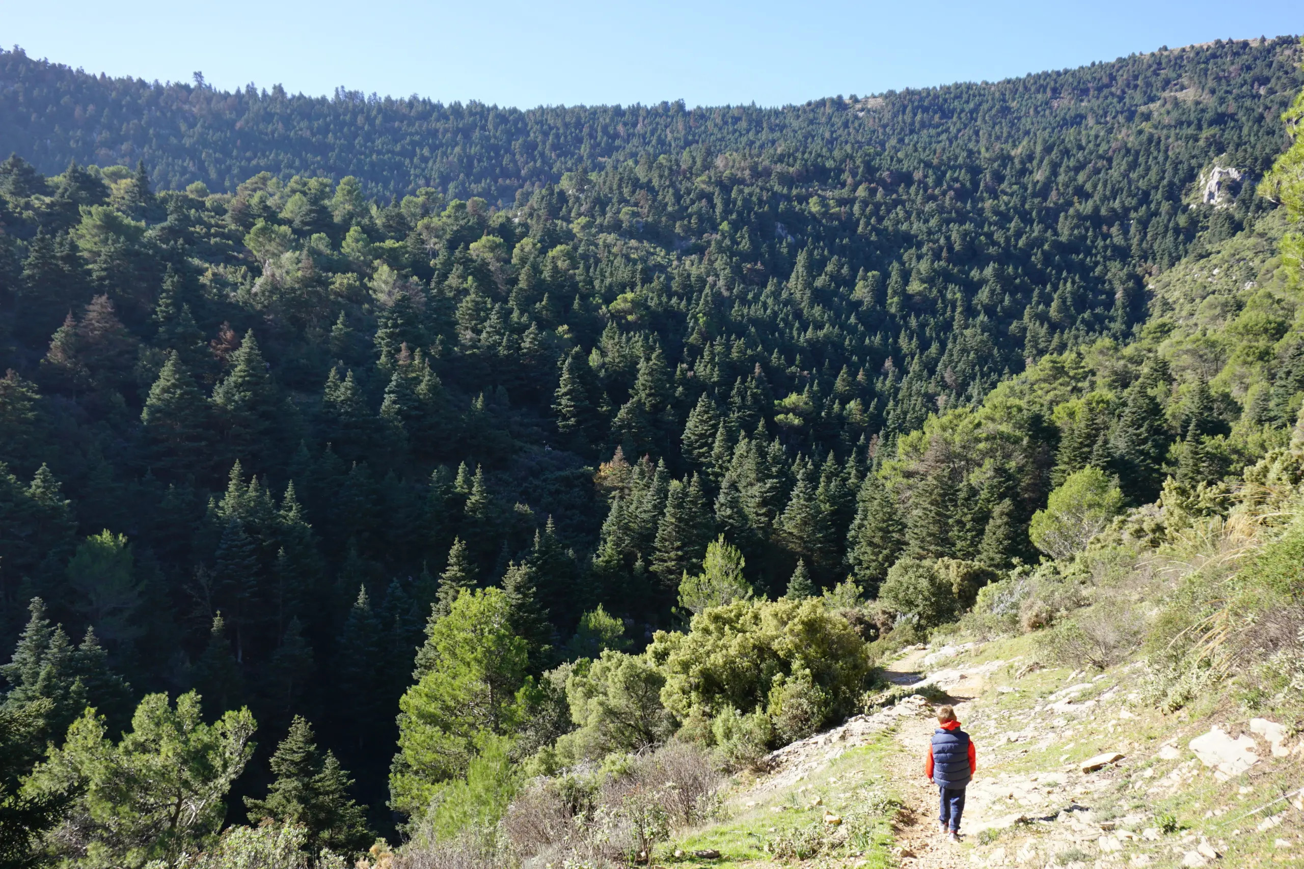 PINSAPOS SIERRA DE LAS NIEVES