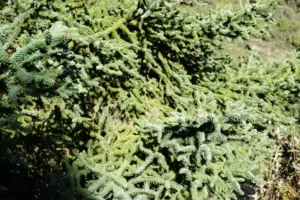 PINSAPOS SIERRA DE LAS NIEVES 2