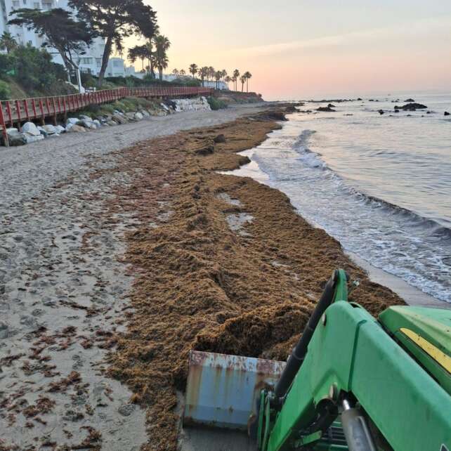 Archivo Invasion alga asiatica Mijas 2025 3 1536x1536 1
