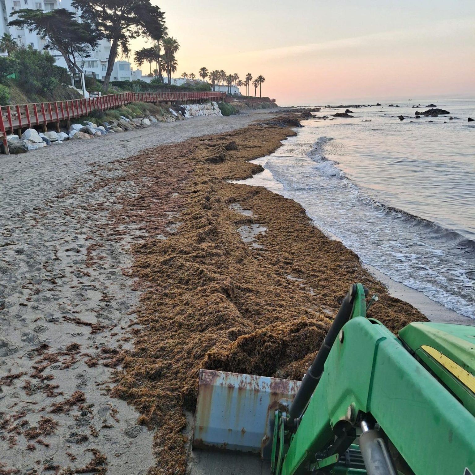 Archivo Invasion alga asiatica Mijas 2025 3 1536x1536 1