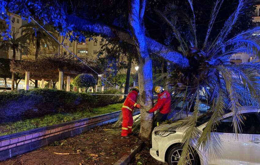Bomberos actua ante la caida de un arbol en la plaza de la Hispanidad