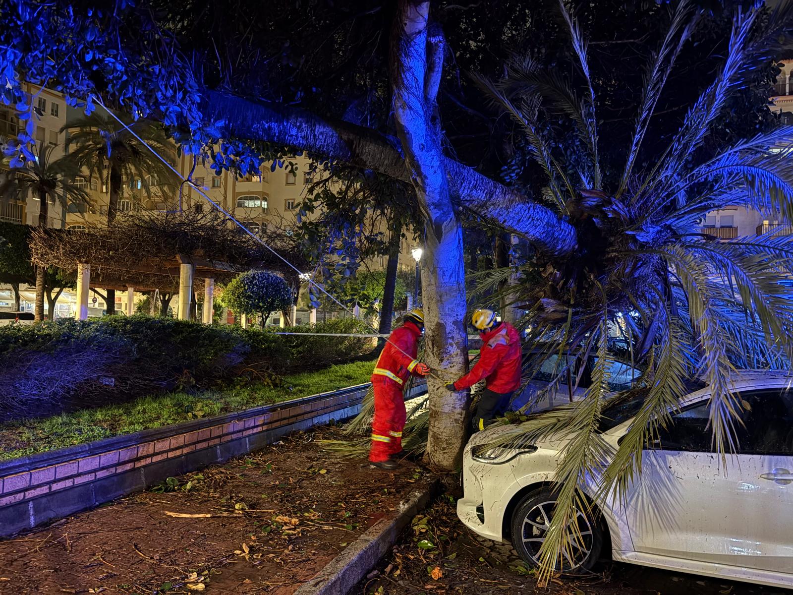 Bomberos actua ante la caida de un arbol en la plaza de la Hispanidad