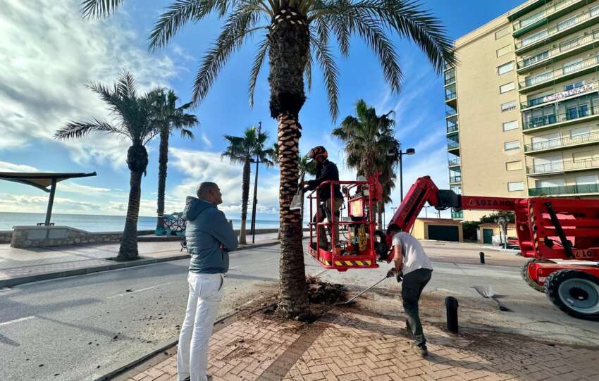 Sanchez dialoga con los operarios de poda de palmeras