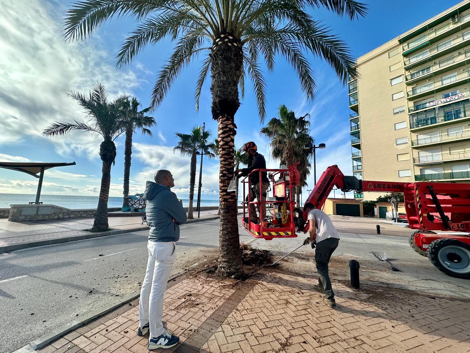 Sanchez dialoga con los operarios de poda de palmeras