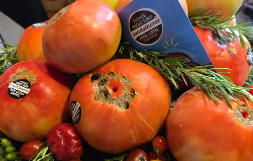 9 - TOMATE HUEVO DE TORO DIPUTACIÓN
