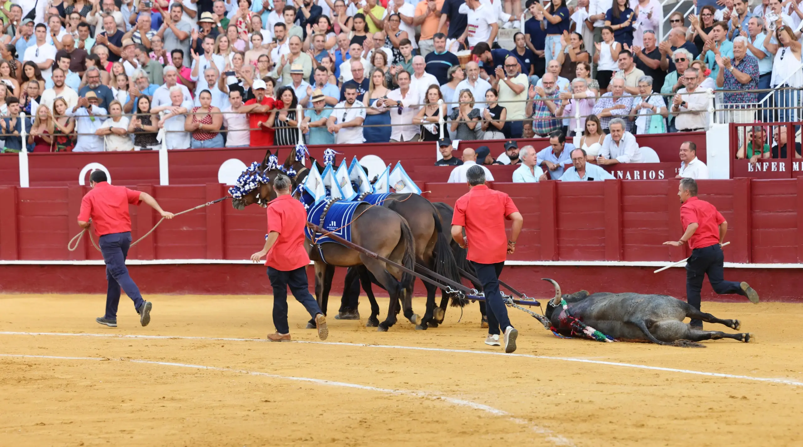 TORO VITORINO