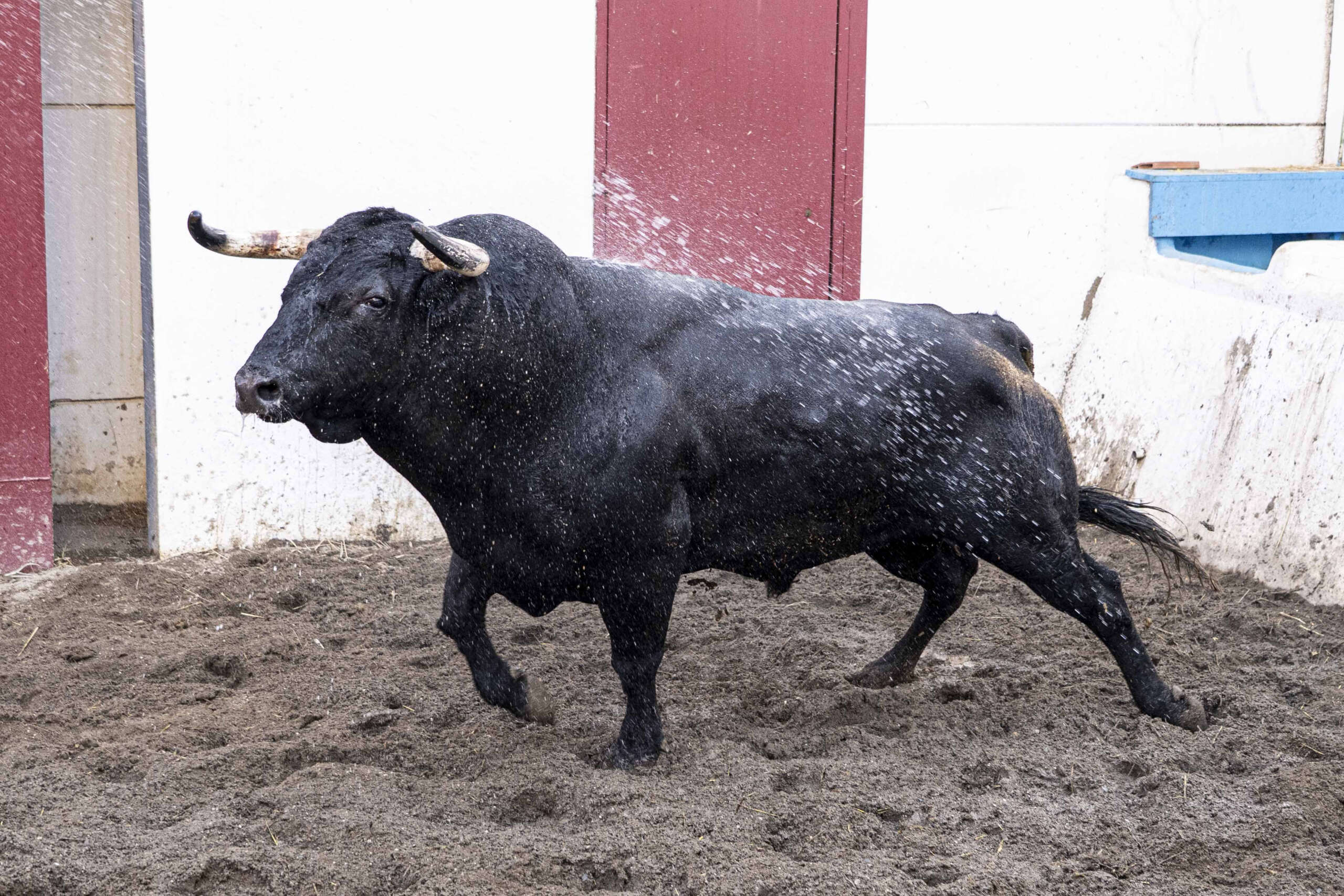 Radio Marca 35 malagueta orden toro rejones scaled