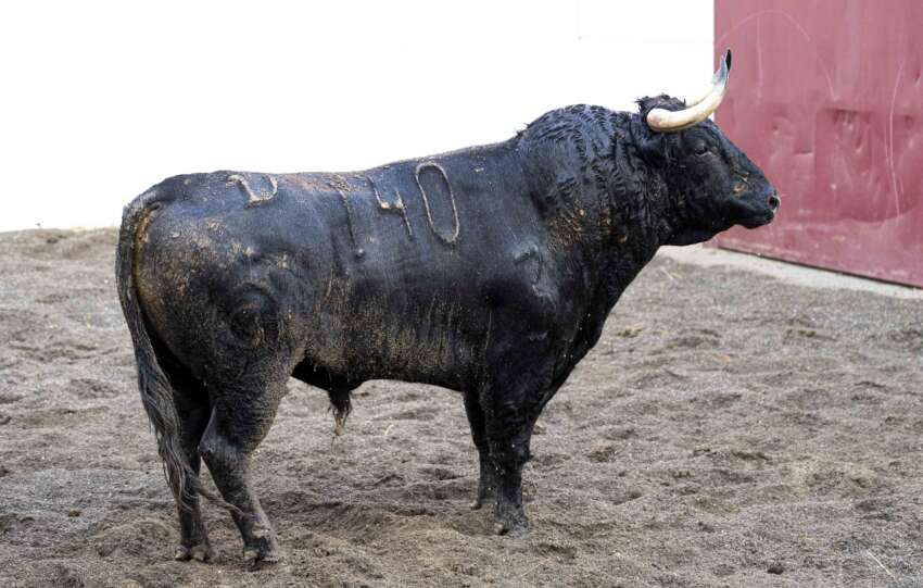 orden de lidia feria malaga