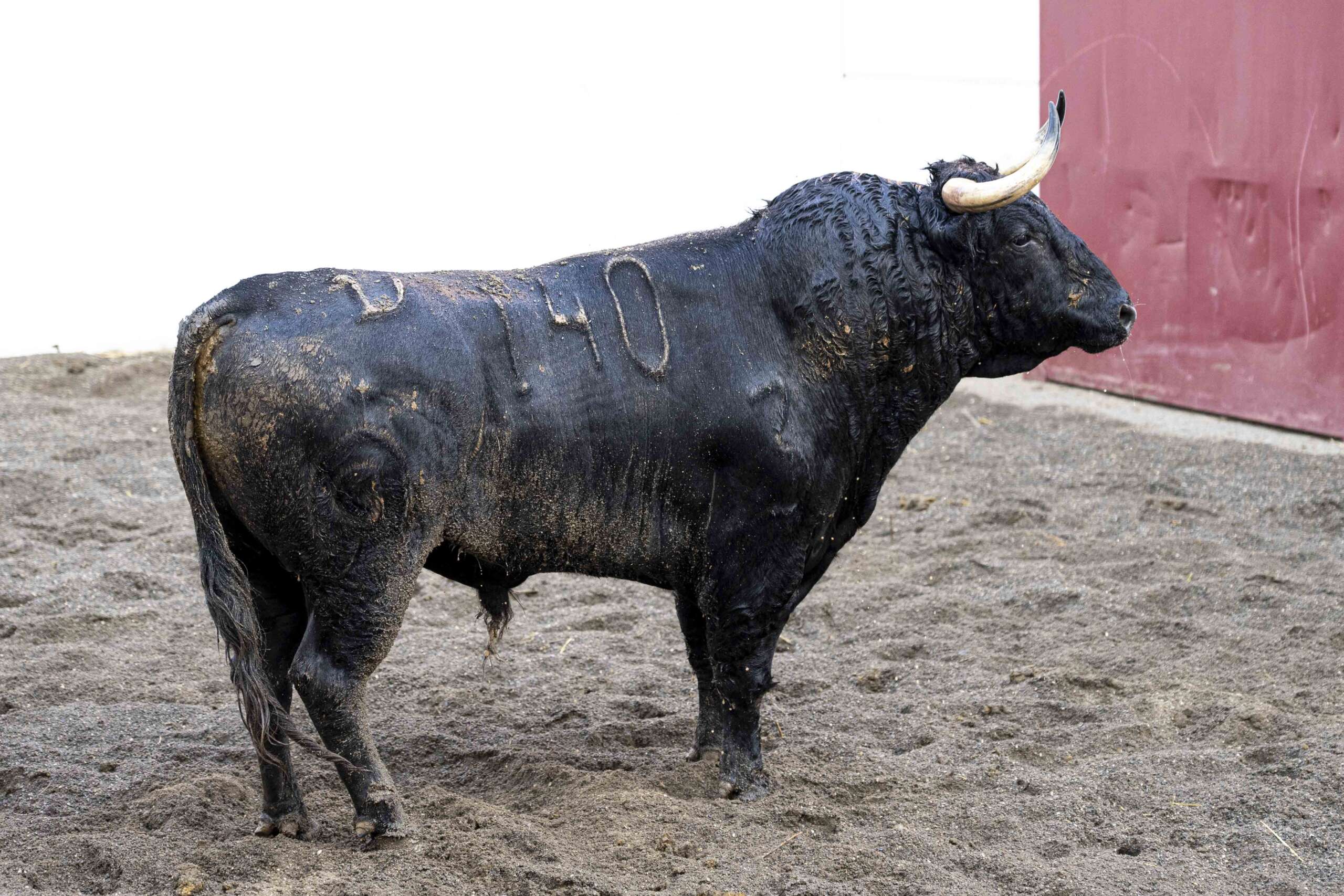 Radio Marca 37 orden de lidia feria malaga scaled