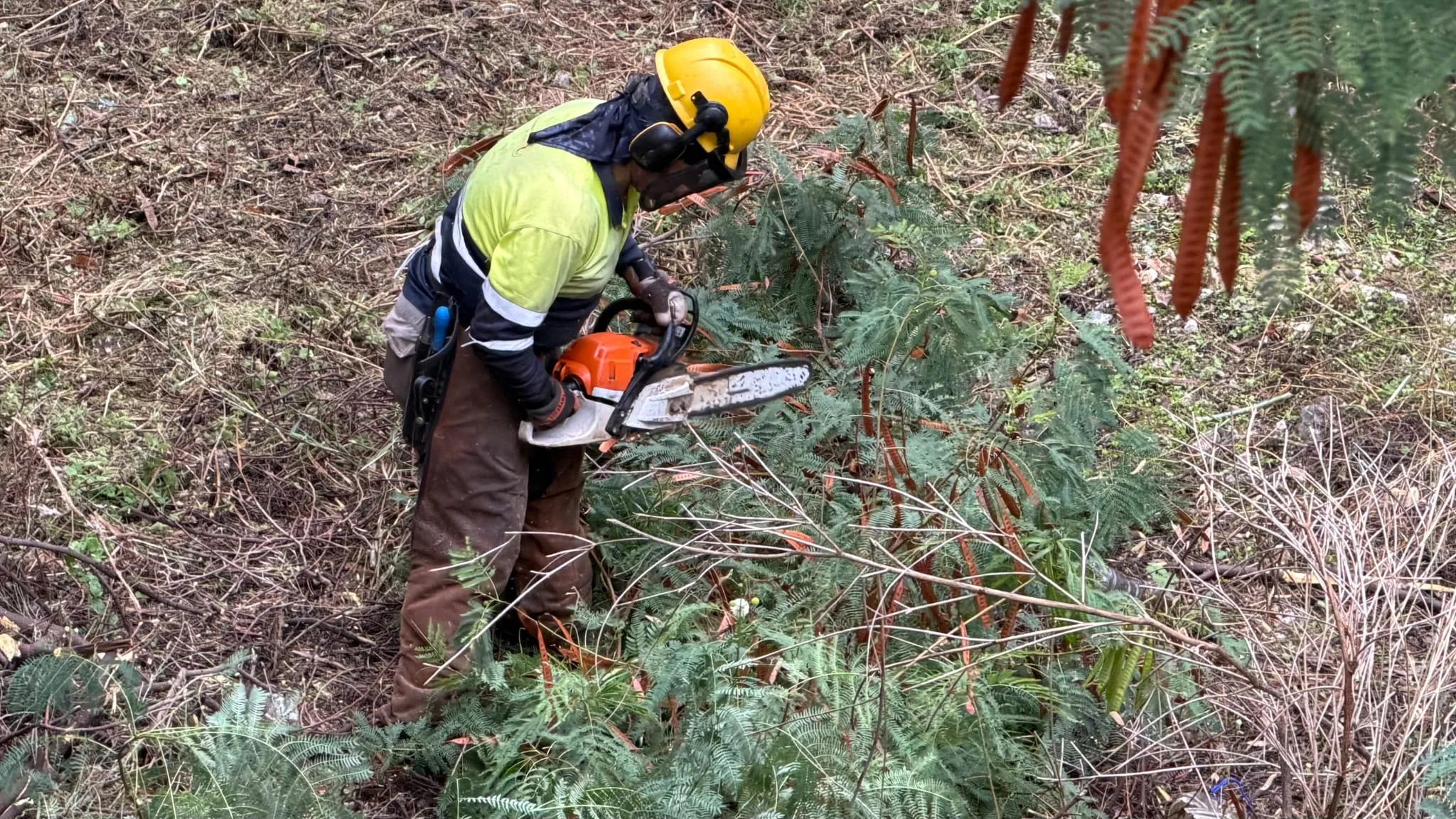 Continúan los trabajos de desbroce y mantenimiento de arroyos y cauces ante la temporada de lluvias en Benalmádena 2 2 - DESBROCE BENALMADENA
