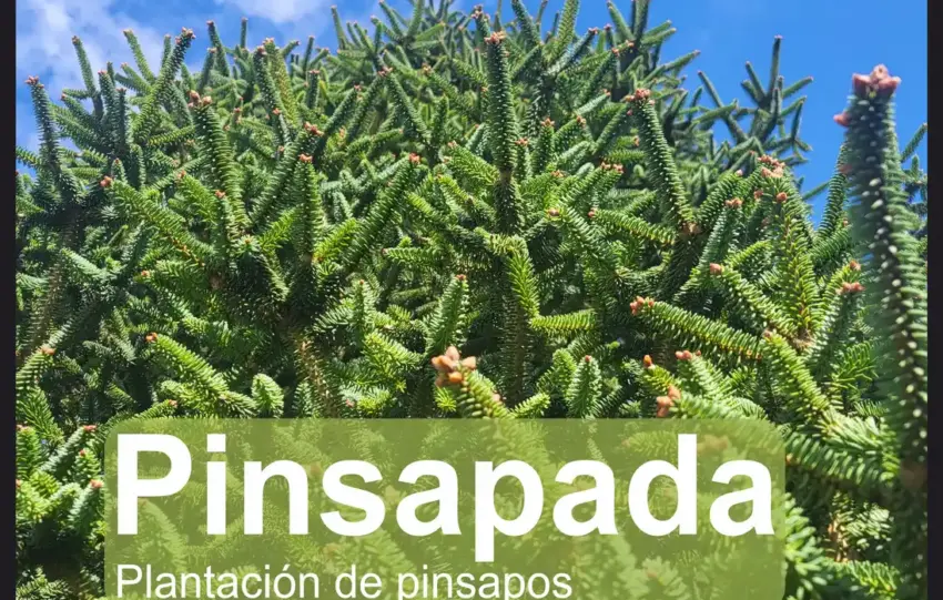 pinsapada.png